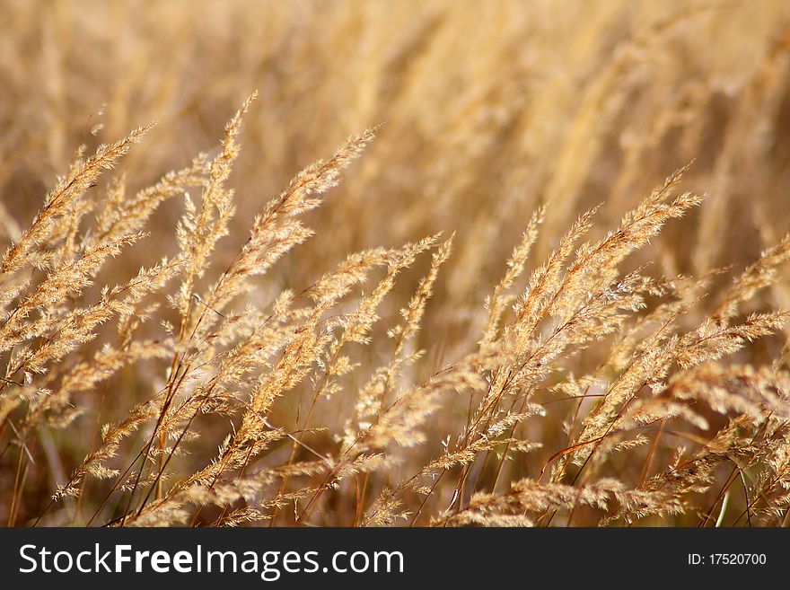 Gold autumn, delicate dry grass. Gold autumn, delicate dry grass