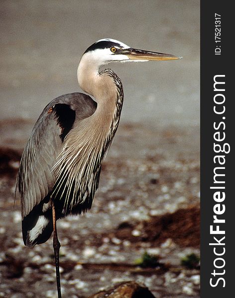 Great Blue Heron On Beach, Florida Keys