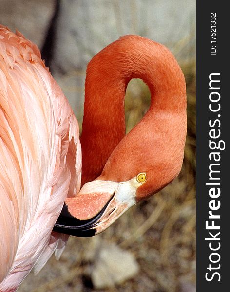 Beautiful Pink Flamingo, Close Up Face