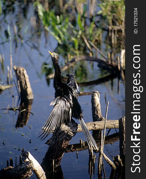 Anhinga Drying On Branch, Florida Everglades