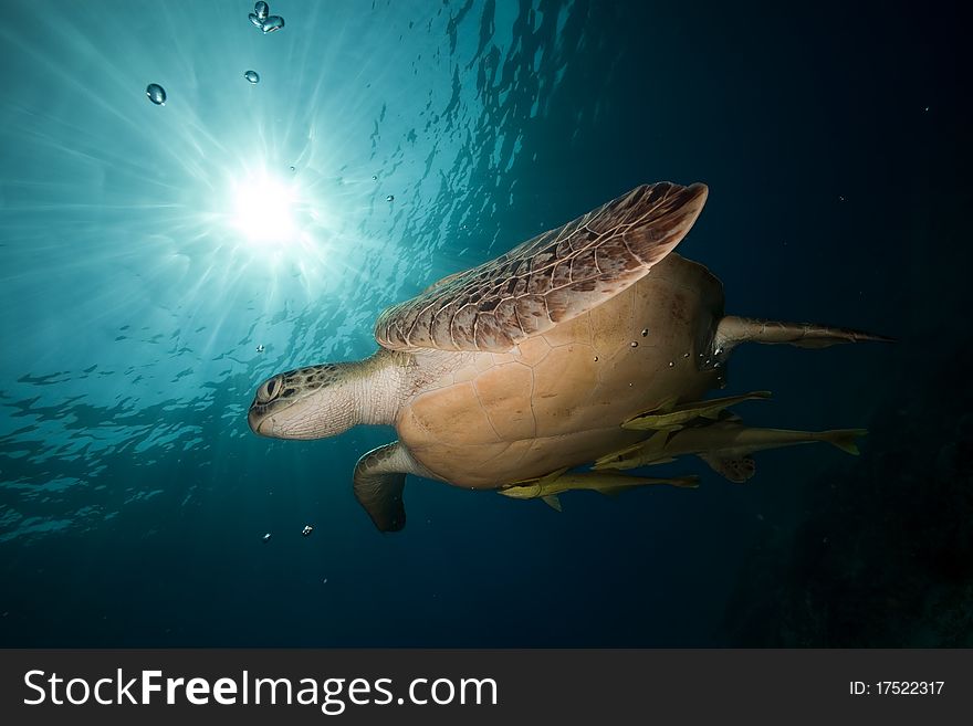 Green turtle and ocean in the Red Sea. Green turtle and ocean in the Red Sea.