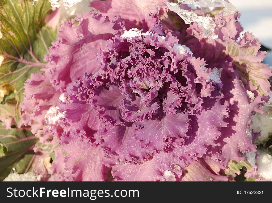 The frozen flower cabbage in snow. The frozen flower cabbage in snow