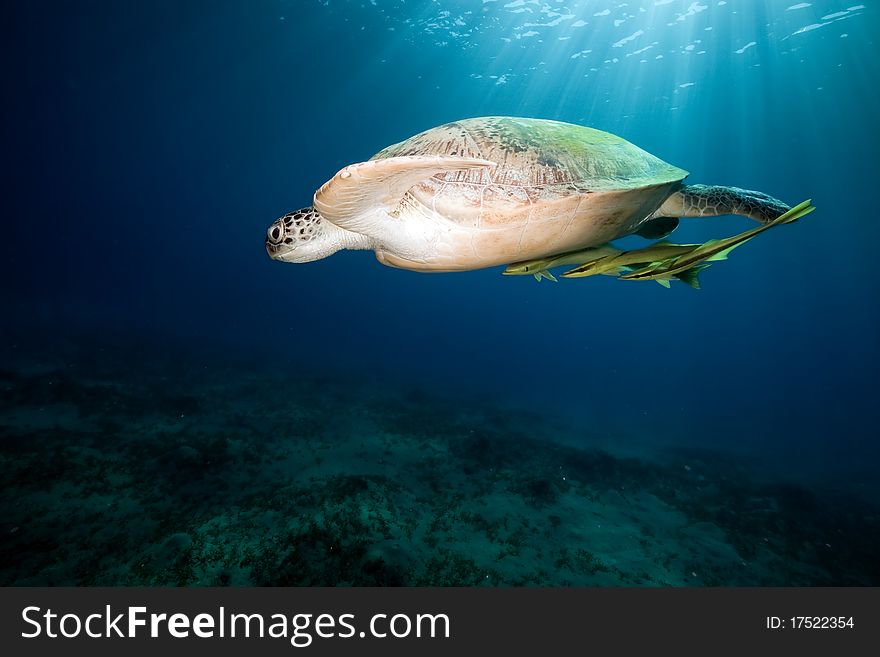 Green turtle and ocean in the Red Sea. Green turtle and ocean in the Red Sea.