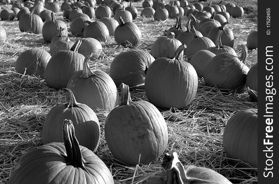 A Black and White Field Full of Pumpkins. A Black and White Field Full of Pumpkins