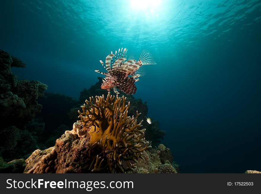 Lionfish in the Red Sea. Lionfish in the Red Sea.