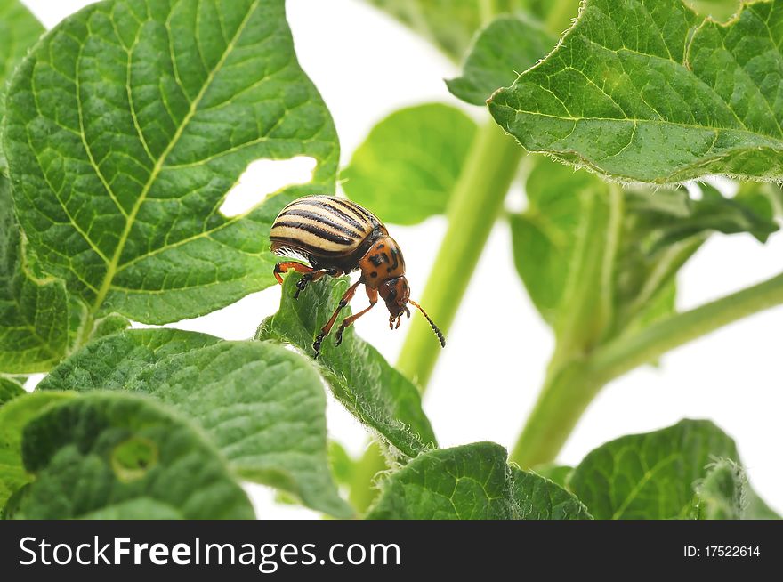 Potato bug eating potato plant