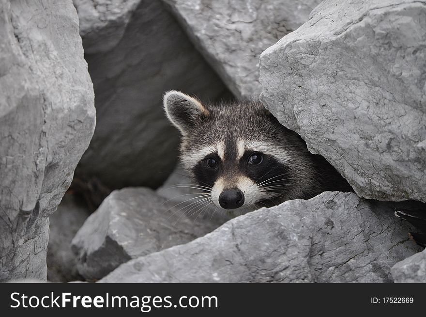 Raccoon on the rocky shore waiting for food. Raccoon on the rocky shore waiting for food.