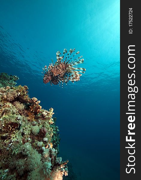 Lionfish in the Red Sea. Lionfish in the Red Sea.