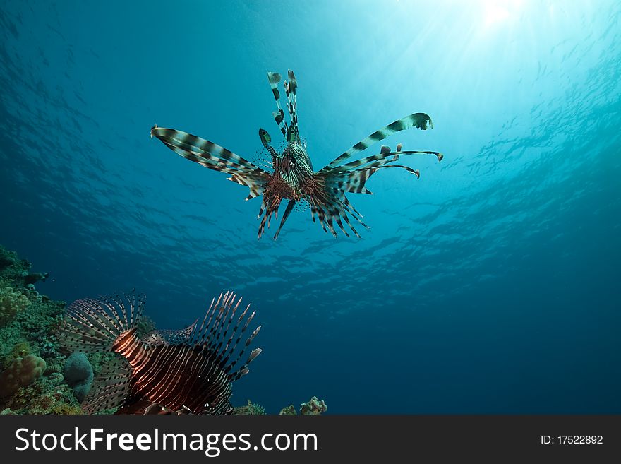 Lionfish and ocean.