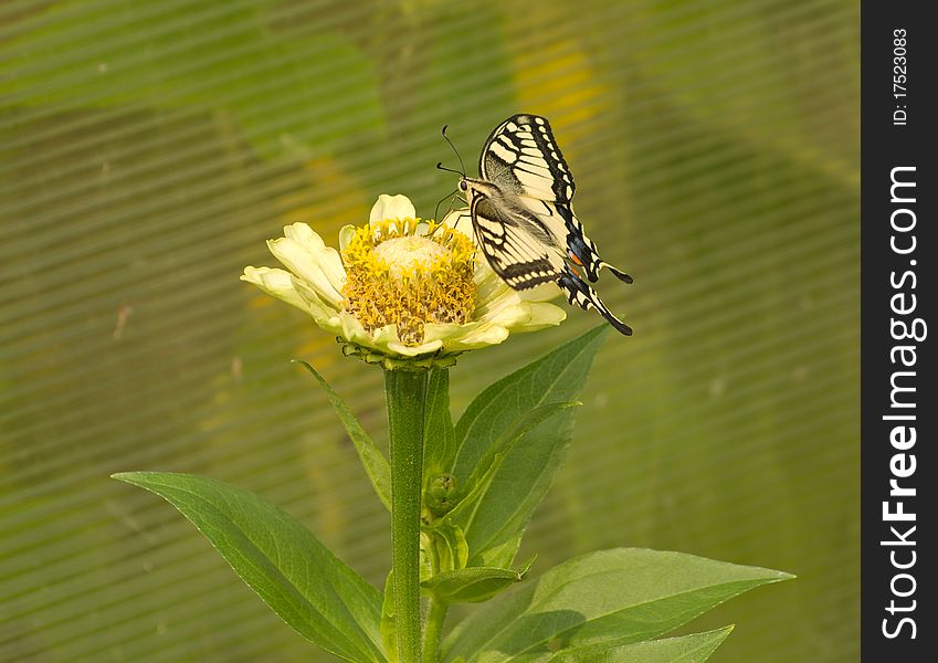 Close up shot of beautiful butterfly on flower. Close up shot of beautiful butterfly on flower.