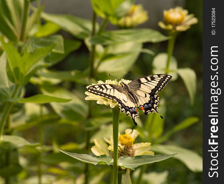 Close up shot of beautiful butterfly on flower. Close up shot of beautiful butterfly on flower.