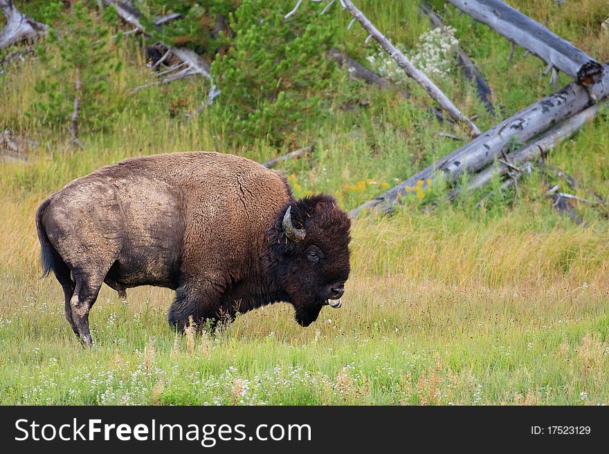 Mud Covered Bison, Yellowstone National Park