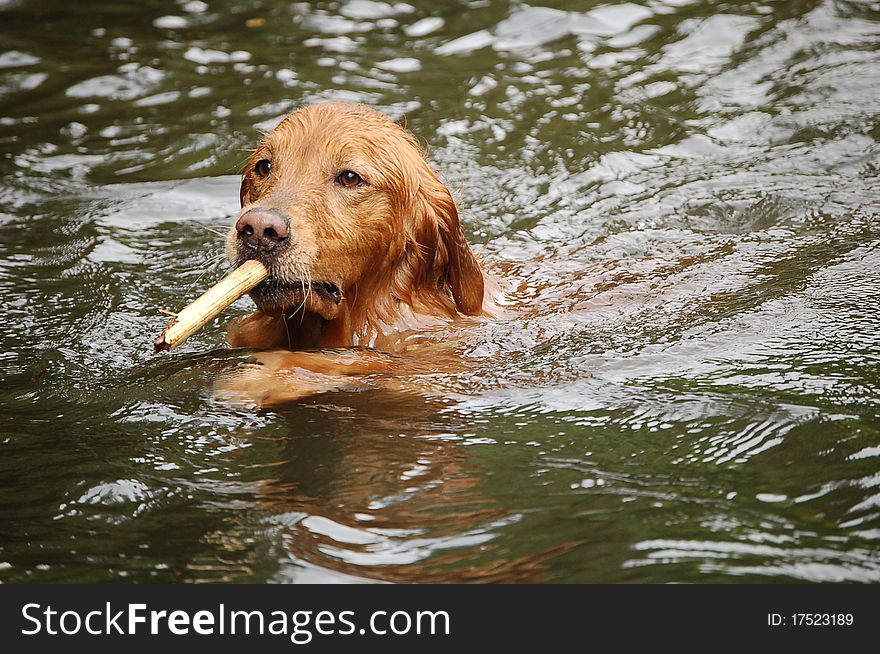 This dog loves to play fetch and even more so in the water. In this he looks like he is smoking the stick. This dog loves to play fetch and even more so in the water. In this he looks like he is smoking the stick.