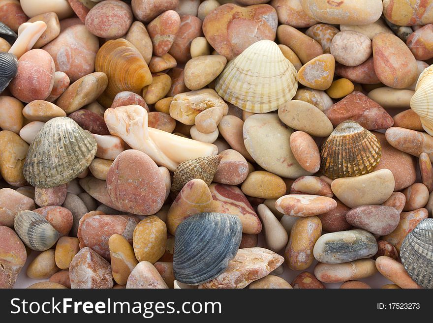 Seashells And Stones