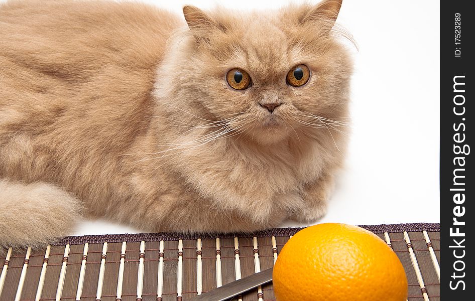 Close-up Cat and orange on white