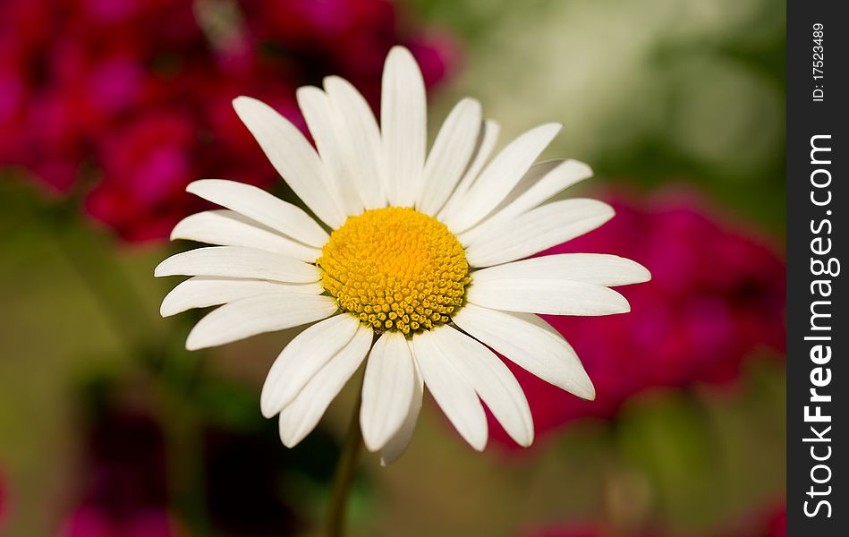 Chamomile against flowers background, selective focus