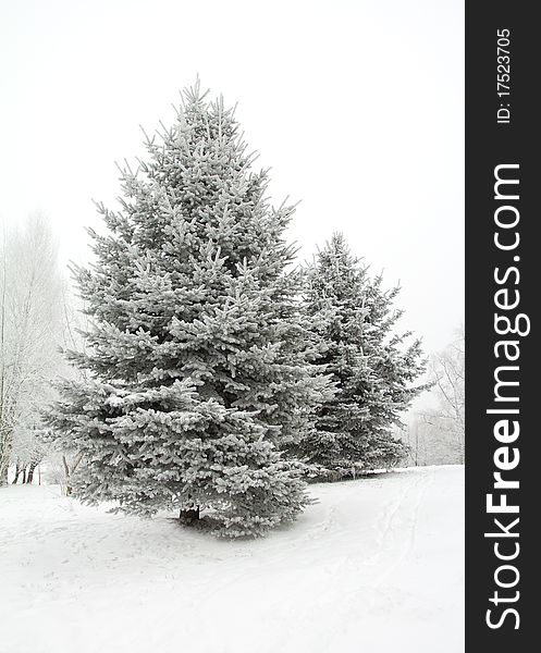 Winter fir tree covered with hoarfrost