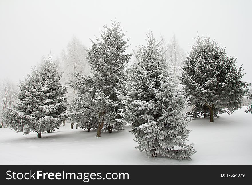 December fir trees in hoarfrost