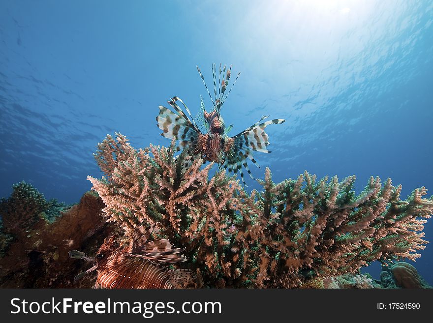 Lionfish in the Red Sea. Lionfish in the Red Sea.