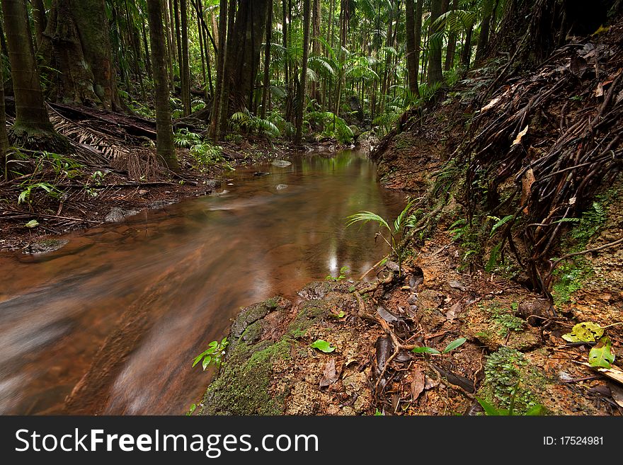 Rain forest with flowing creek water