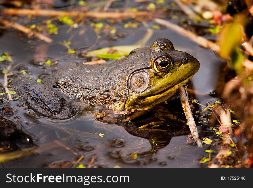 Bullfrog On Pond