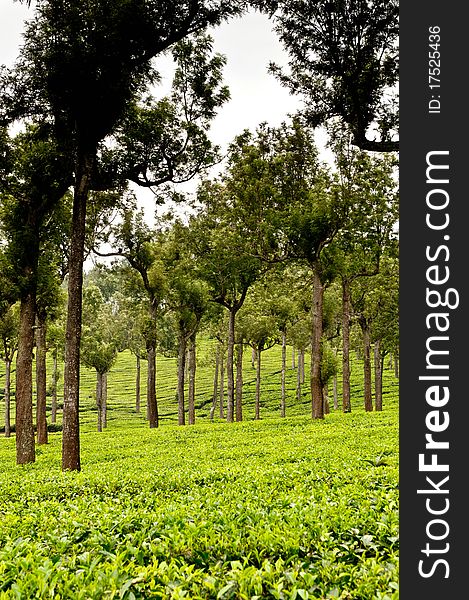 Tea Leaf with Plantation in the Background. Tea Leaf with Plantation in the Background