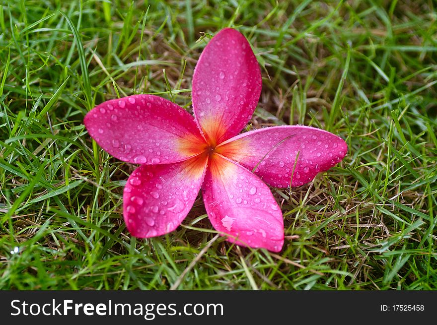 Frangipani flower at full bloom on a spring day