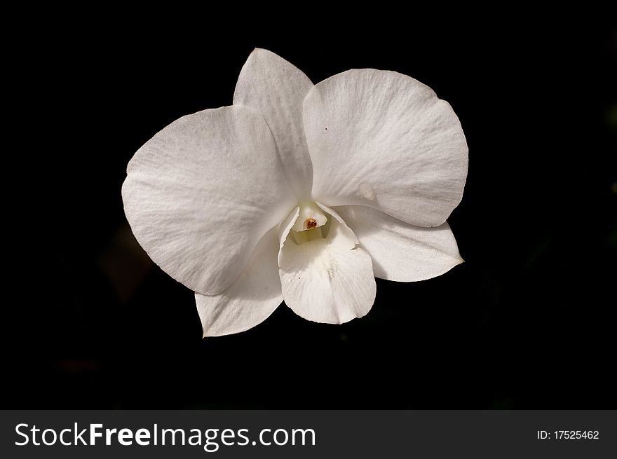 An white orchid flower against a dark background. An white orchid flower against a dark background