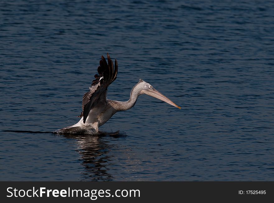 Spot Billed Pelican