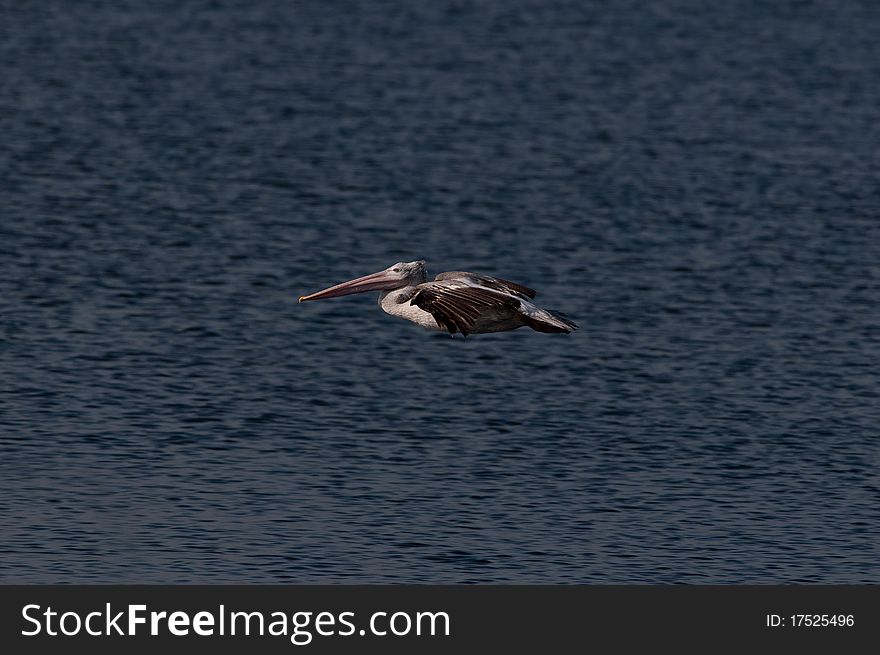 Spot Billed Pelican