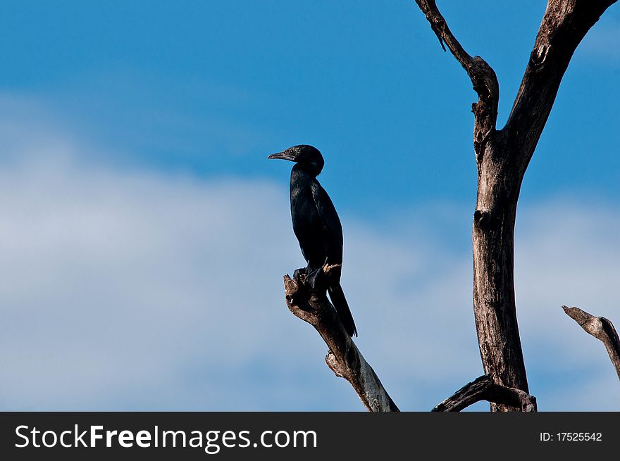 A lone cormorant sitting on the top of a tree