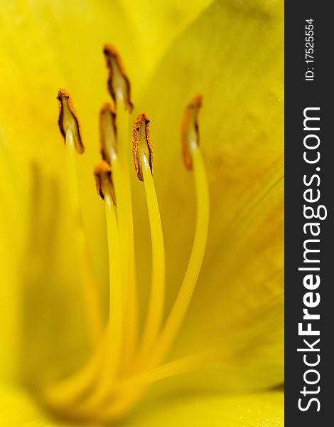 Extreme Close up of a day lily flower