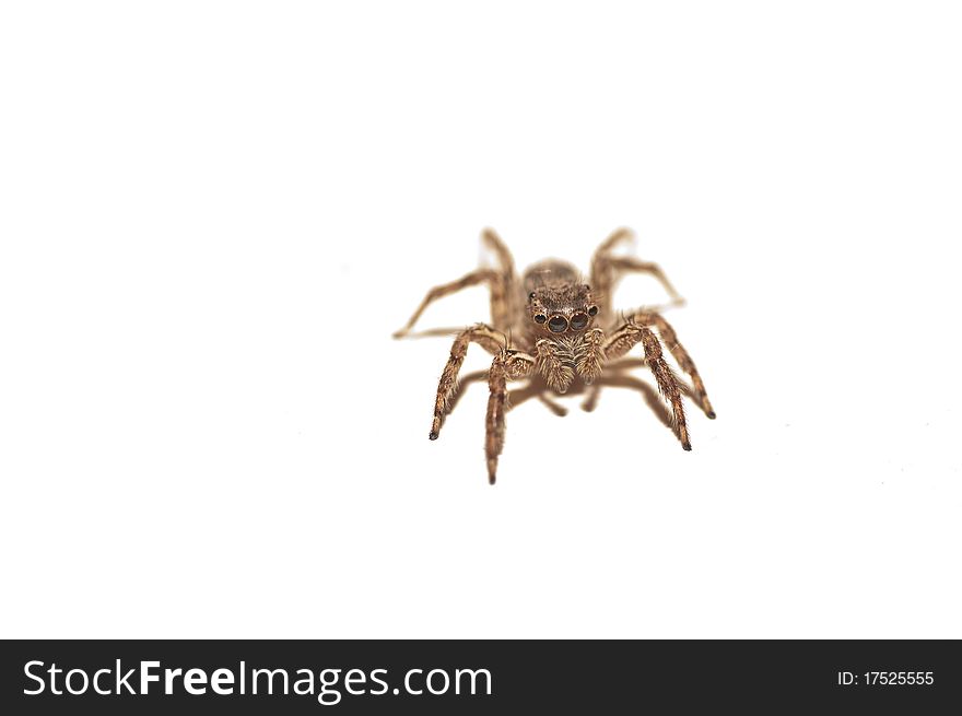 A jumping spider isolated on a white background. A jumping spider isolated on a white background