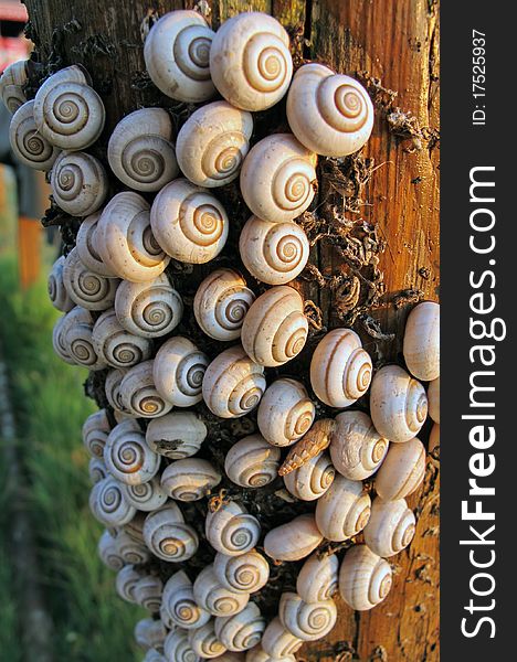 Brown bark of a tree invaded by round, white spiral shell snails and a few conic shells. Brown bark of a tree invaded by round, white spiral shell snails and a few conic shells