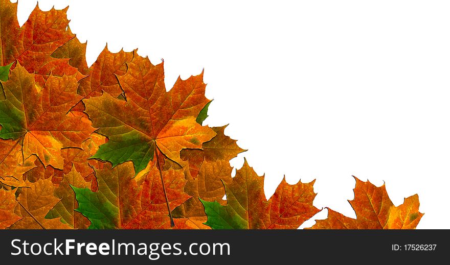 Maple leaves in gradient autumn colors