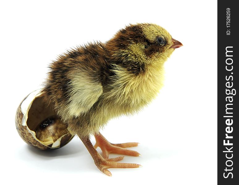 Just A Hatched Nestling Quail