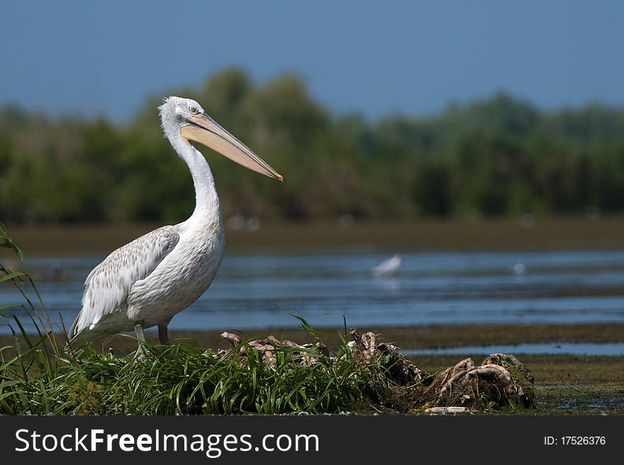 Dalmatian Pelican in Danube Delta