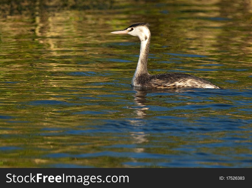 Great Crested Grebe, juvenile on water