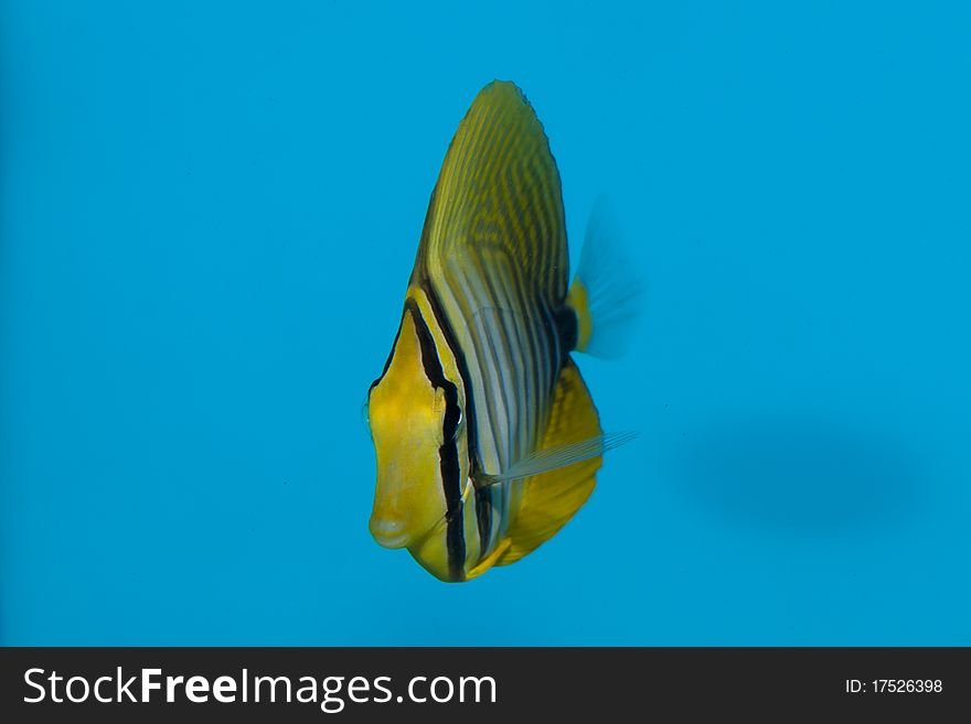 Desjardin's Sailfin or Red Sea Sailfin Tang fish