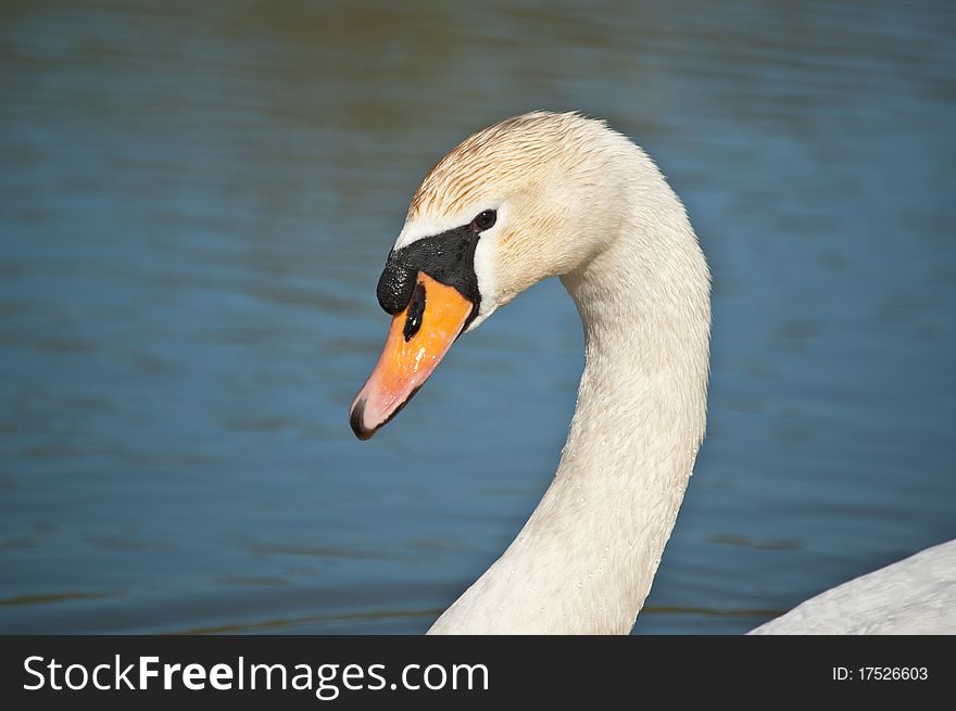 The head and neck of a Mute swan swimming in a blue pond. The head and neck of a Mute swan swimming in a blue pond.