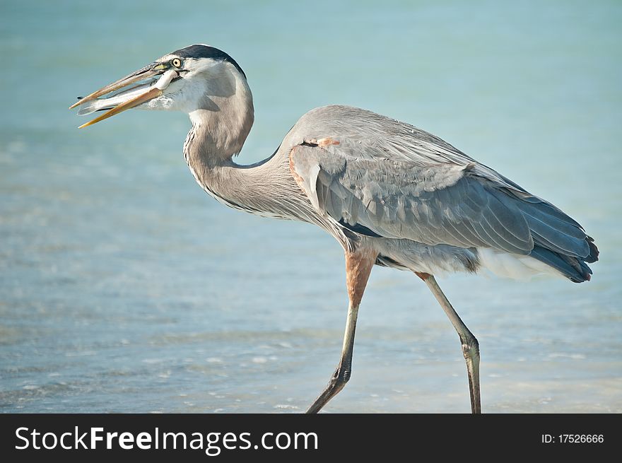 A Great Blue Heron eats a fish it has just caught on a Florida beach. A Great Blue Heron eats a fish it has just caught on a Florida beach.