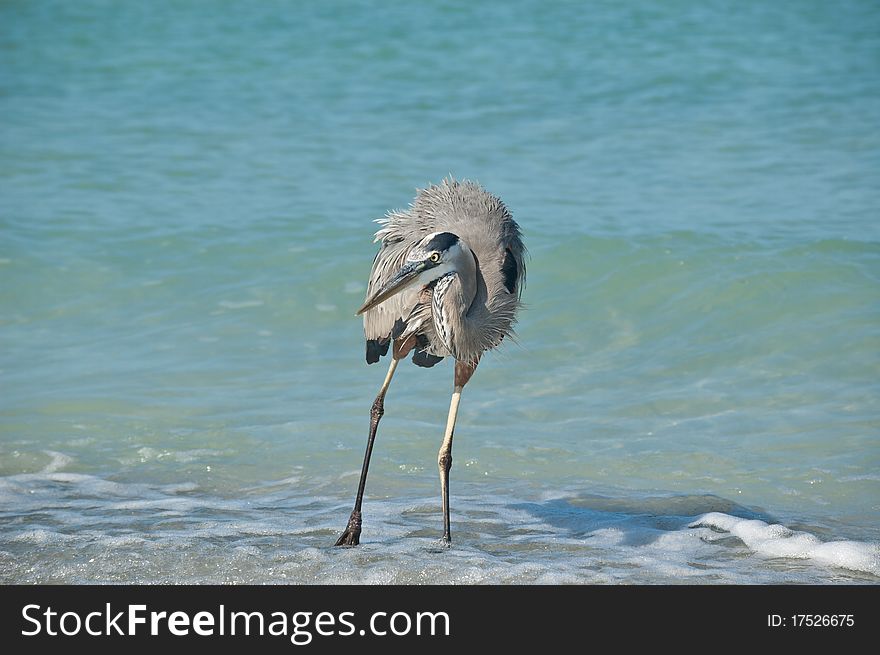 A Great Blue Heron stands in the surf on a Florida beach. A Great Blue Heron stands in the surf on a Florida beach.