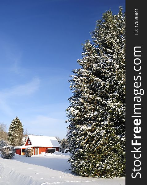 Big fir tree and red house in Swedish village garden. Big fir tree and red house in Swedish village garden