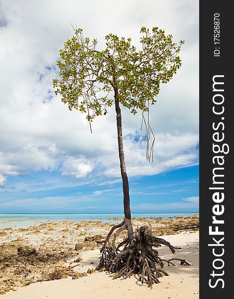 Lone mangrove tree at Vijaynagar Beach on Havelock Island, Andman Islands, India.