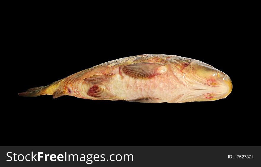 Tum of the carp fish isolated on a black background. Tum of the carp fish isolated on a black background.