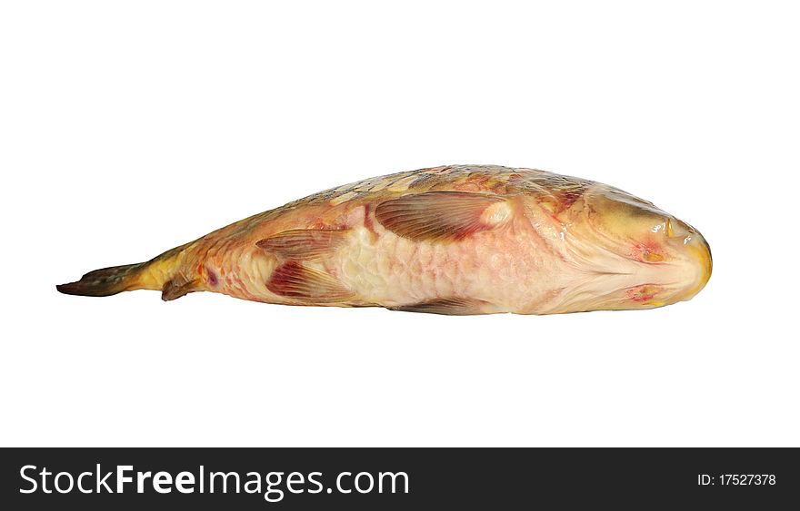 Tum of the carp fish isolated on a white background. Tum of the carp fish isolated on a white background.