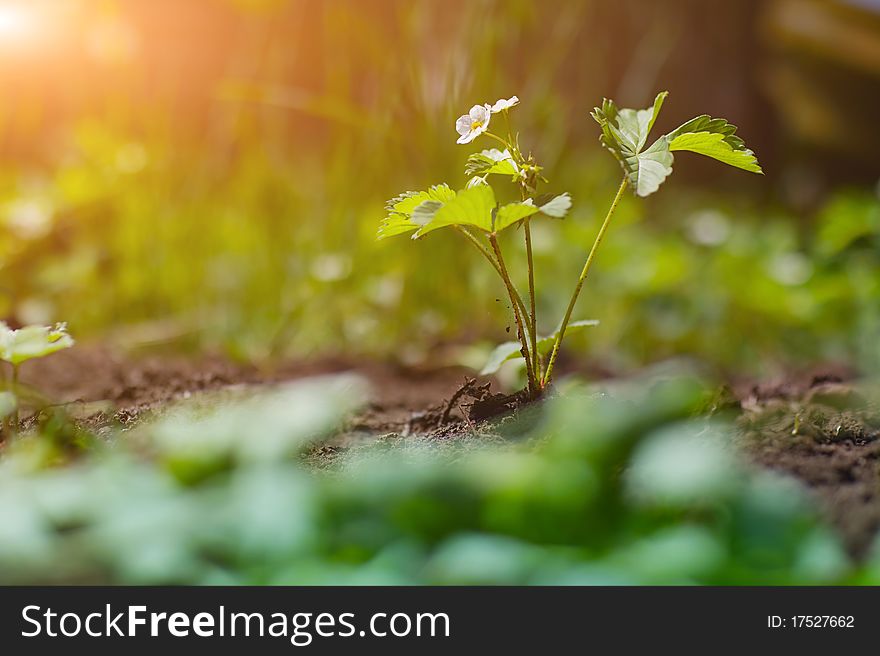 Strawberry Plant With Flower