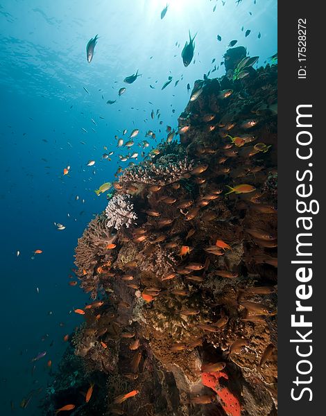 Tropical reef scene in the Red Sea. Tropical reef scene in the Red Sea.