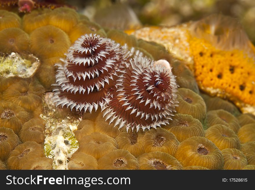 Christmas tree worms at night on coral reef