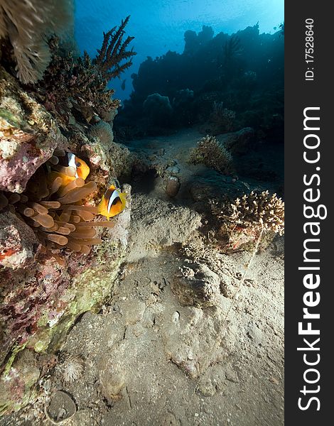 Bubble anemone and anemonefish in the Red Sea. Bubble anemone and anemonefish in the Red Sea.